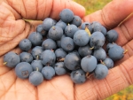 Mirtilli, frutti di bosco