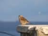 Passerotto 
