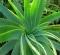 L'Aloe vera: usi e indicazioni 