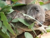 Koala che dorme