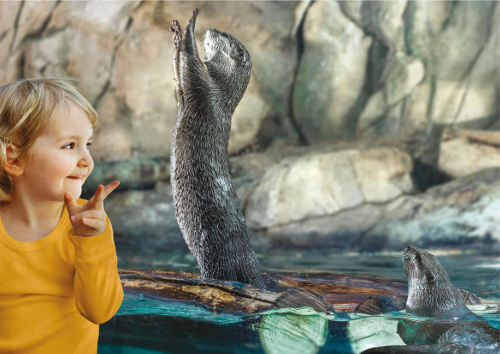acquario