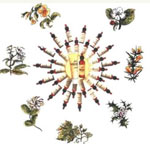 fiori di bach