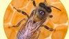 Apis