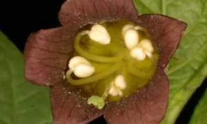 Atropa Belladonna