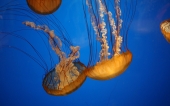 Meduse