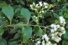 Eupatorium