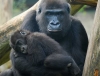 Gorilla con cucciolo