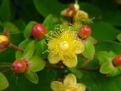 Omeopatia: Iperico e dolori acuti