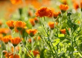 Fiore Calendula - proprietà