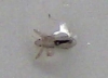 Pidocchio larva