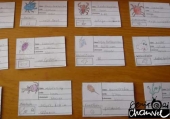 Le cards per lo studio