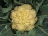 Cucinare a novembre: il cavolfiore